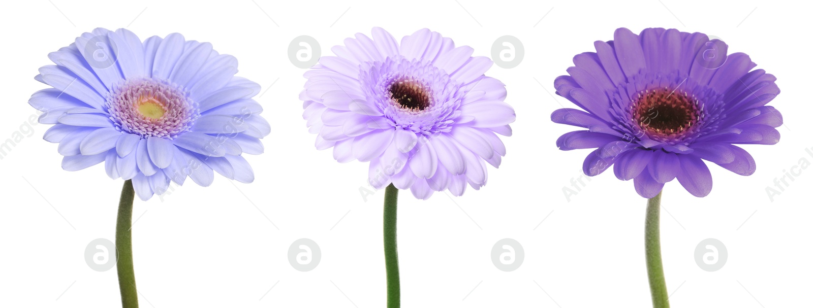 Image of Beautiful gerbera flowers in shades of blue and violet on white background