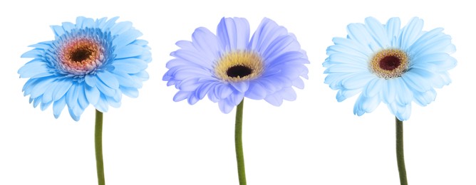 Image of Beautiful gerbera flowers in shades of blue on white background