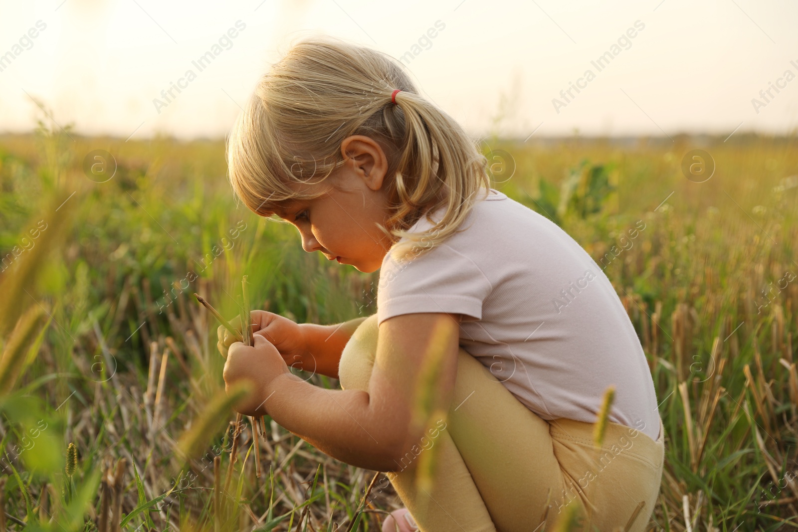 Photo of Cute little girl picking dry plants at meadow. Child enjoying beautiful nature