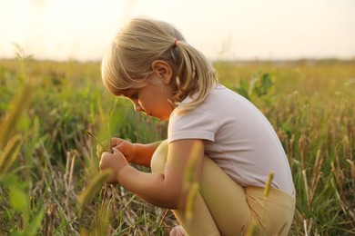 Photo of Cute little girl picking dry plants at meadow. Child enjoying beautiful nature