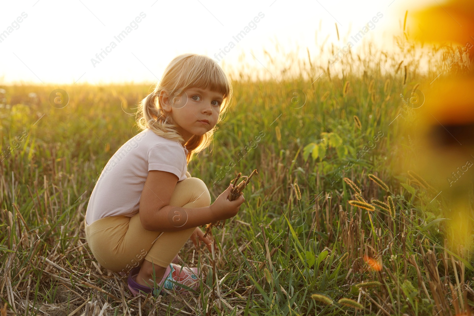 Photo of Cute little girl picking dry plants at meadow. Child enjoying beautiful nature