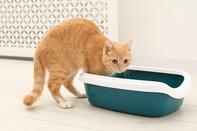 Photo of Cute ginger cat near litter tray on floor indoors