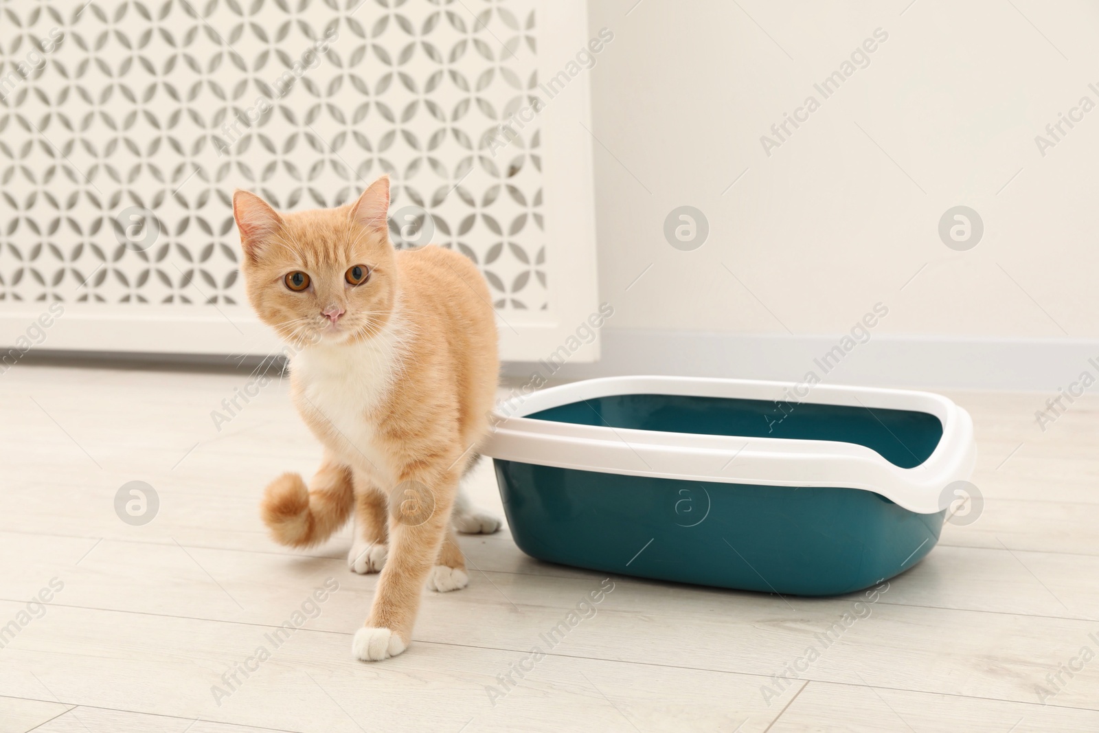 Photo of Cute ginger cat near litter tray on floor indoors