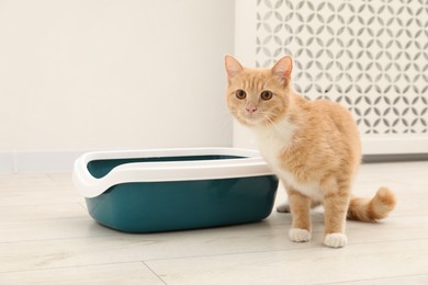 Photo of Cute ginger cat near litter tray on floor indoors