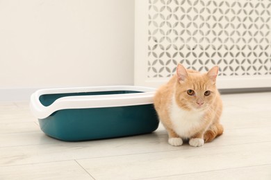 Photo of Cute ginger cat sitting near litter tray on floor indoors