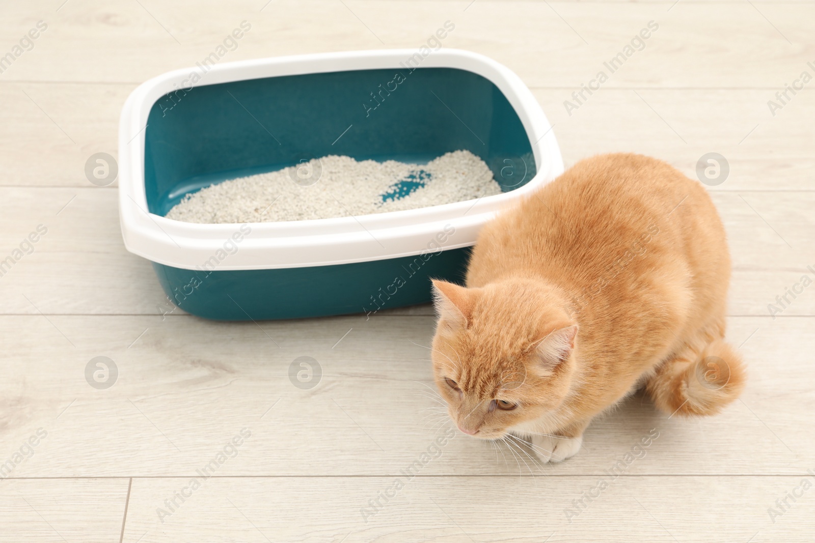 Photo of Cute ginger cat sitting near litter tray on floor indoors