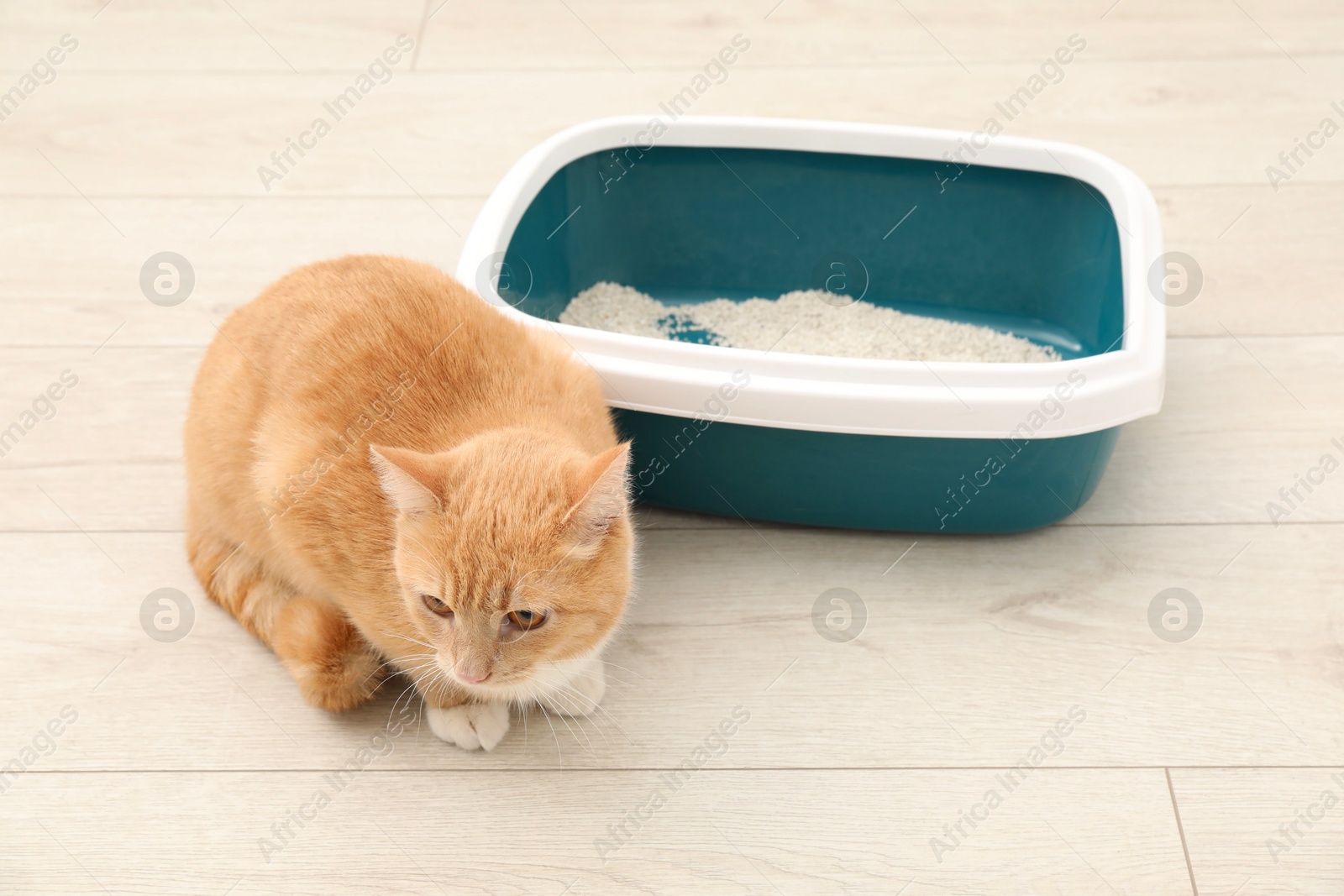 Photo of Cute ginger cat sitting near litter tray on floor indoors