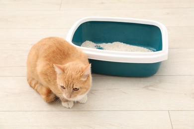 Photo of Cute ginger cat sitting near litter tray on floor indoors