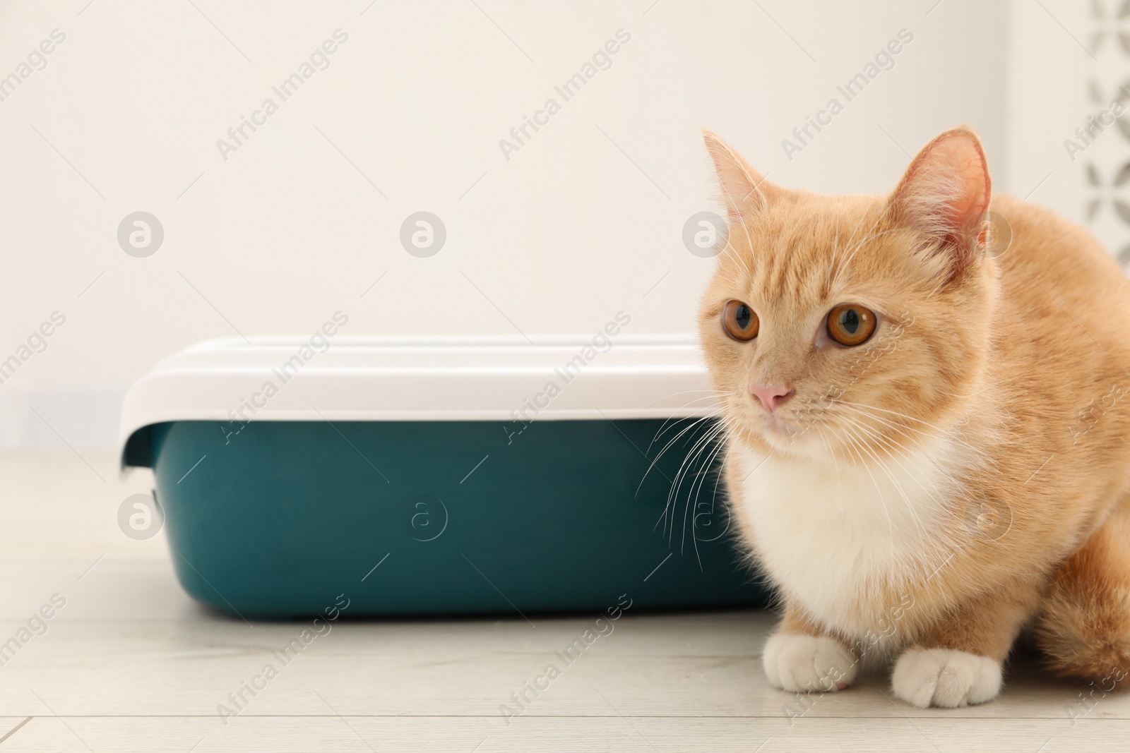 Photo of Cute ginger cat sitting near litter tray on floor indoors