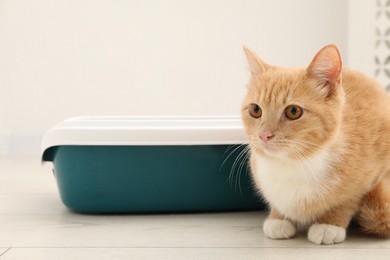 Photo of Cute ginger cat sitting near litter tray on floor indoors