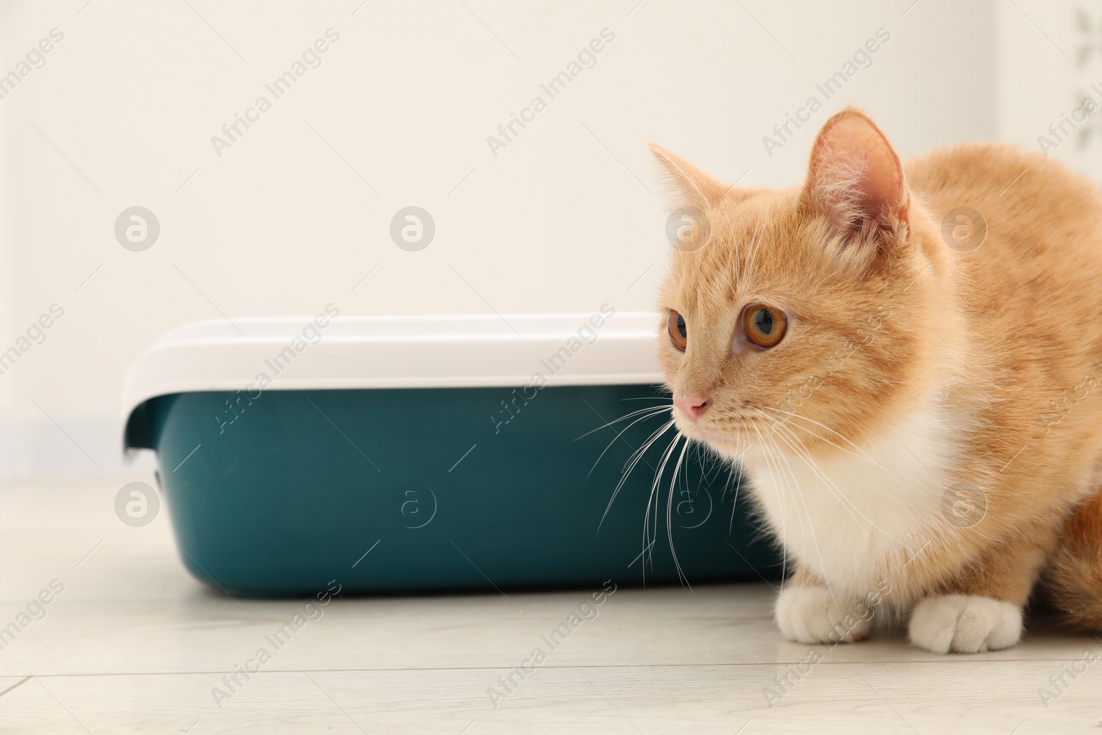 Photo of Cute ginger cat sitting near litter tray on floor indoors