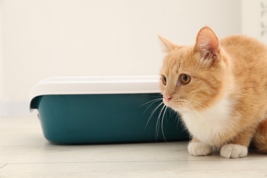 Photo of Cute ginger cat sitting near litter tray on floor indoors