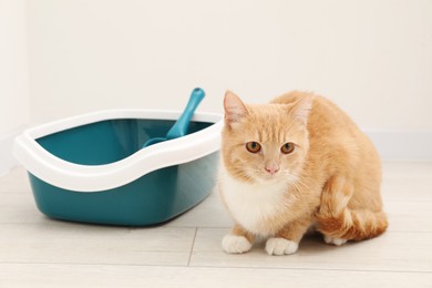 Photo of Cute ginger cat sitting near litter tray on floor indoors