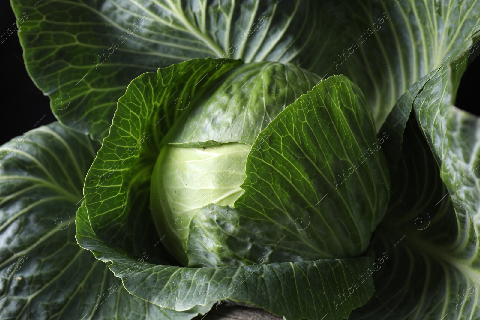 Photo of One ripe head of cabbage, closeup view