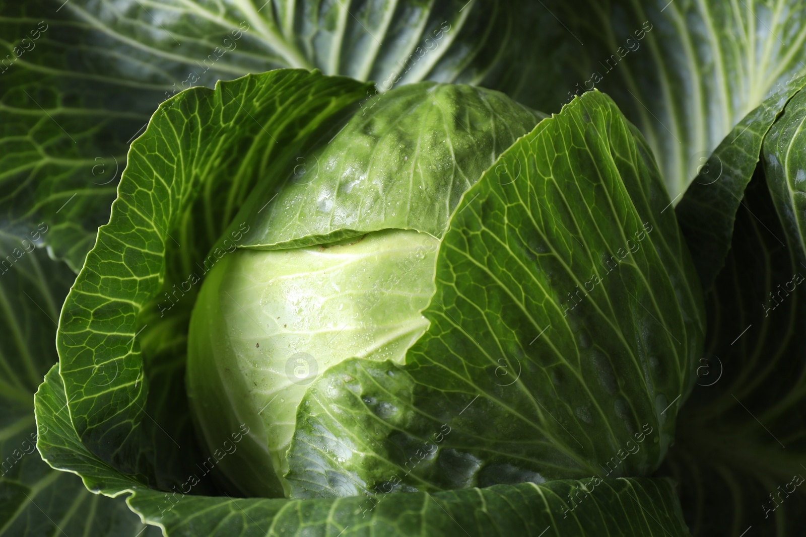 Photo of One ripe head of cabbage as background, closeup