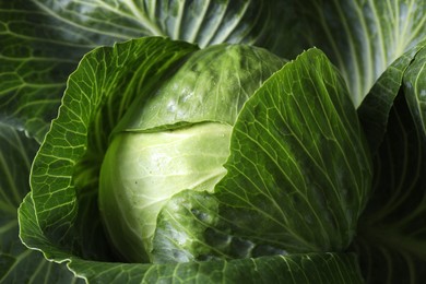 One ripe head of cabbage as background, closeup