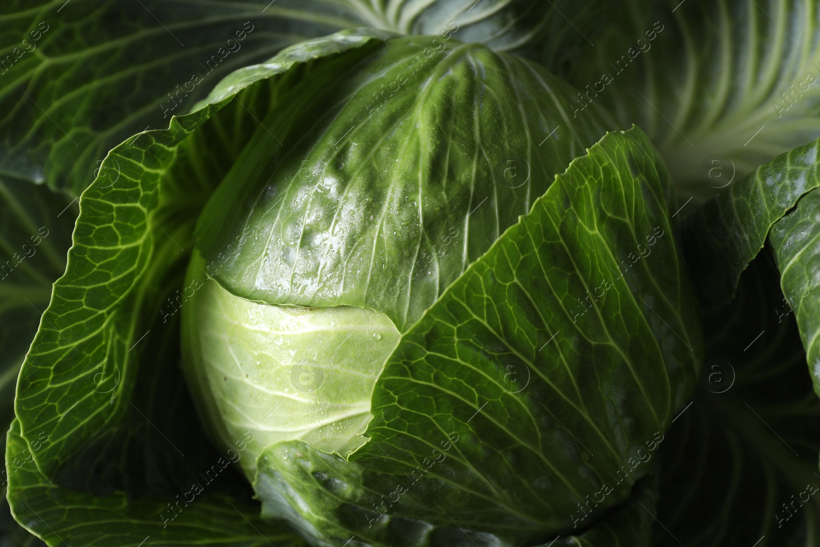 Photo of One ripe head of cabbage as background, closeup