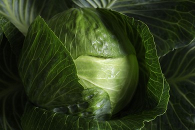 One ripe head of cabbage as background, closeup