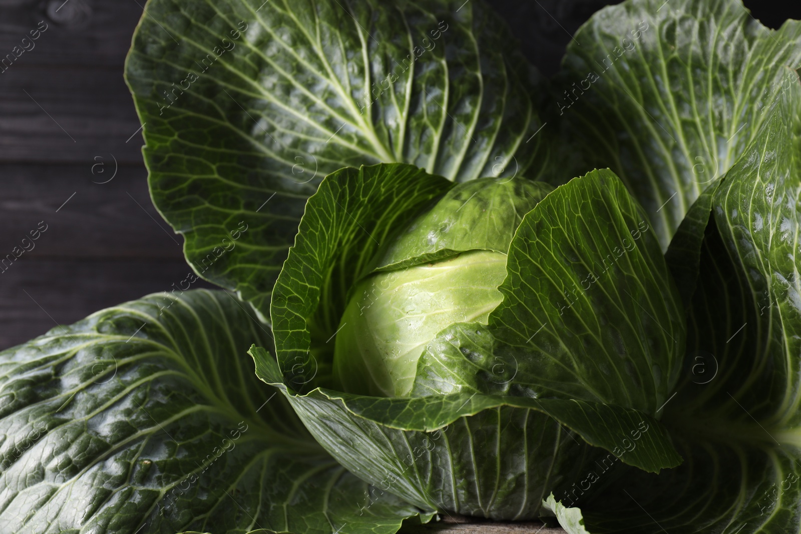 Photo of One ripe head of cabbage, closeup view