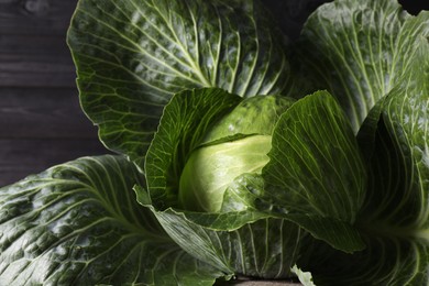 One ripe head of cabbage, closeup view