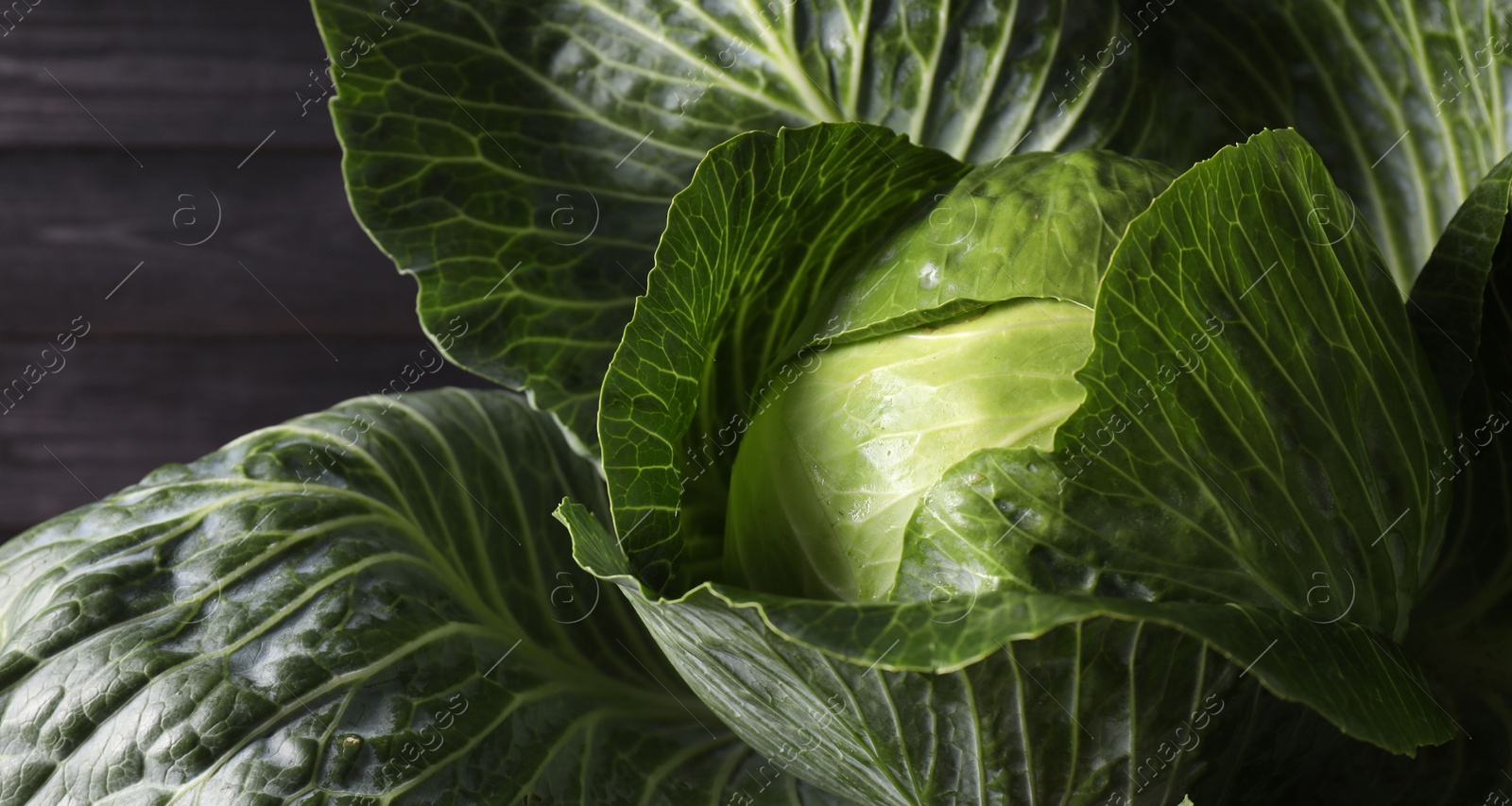 Photo of One ripe head of cabbage, closeup view