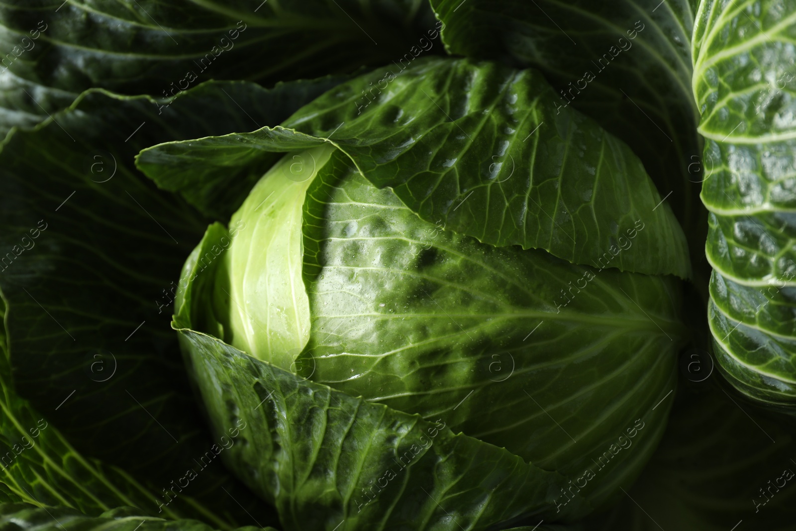 Photo of One ripe head of cabbage as background, closeup