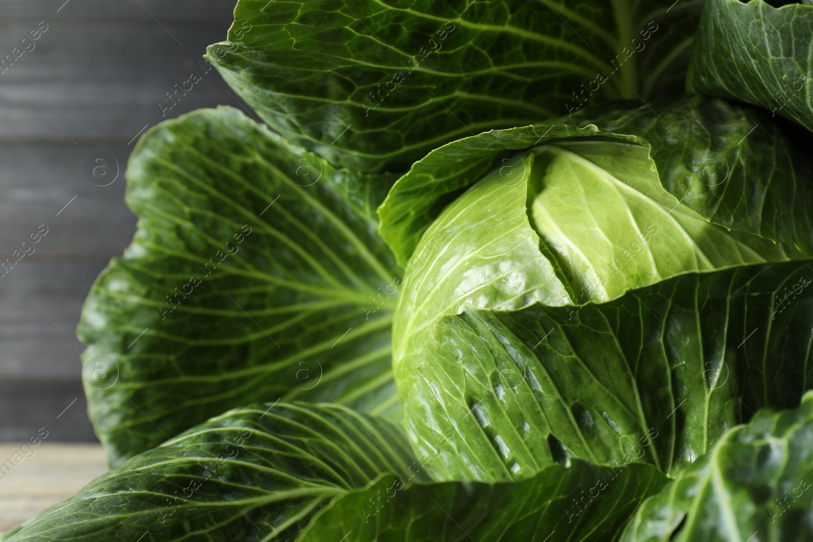 Photo of One ripe head of cabbage, closeup view