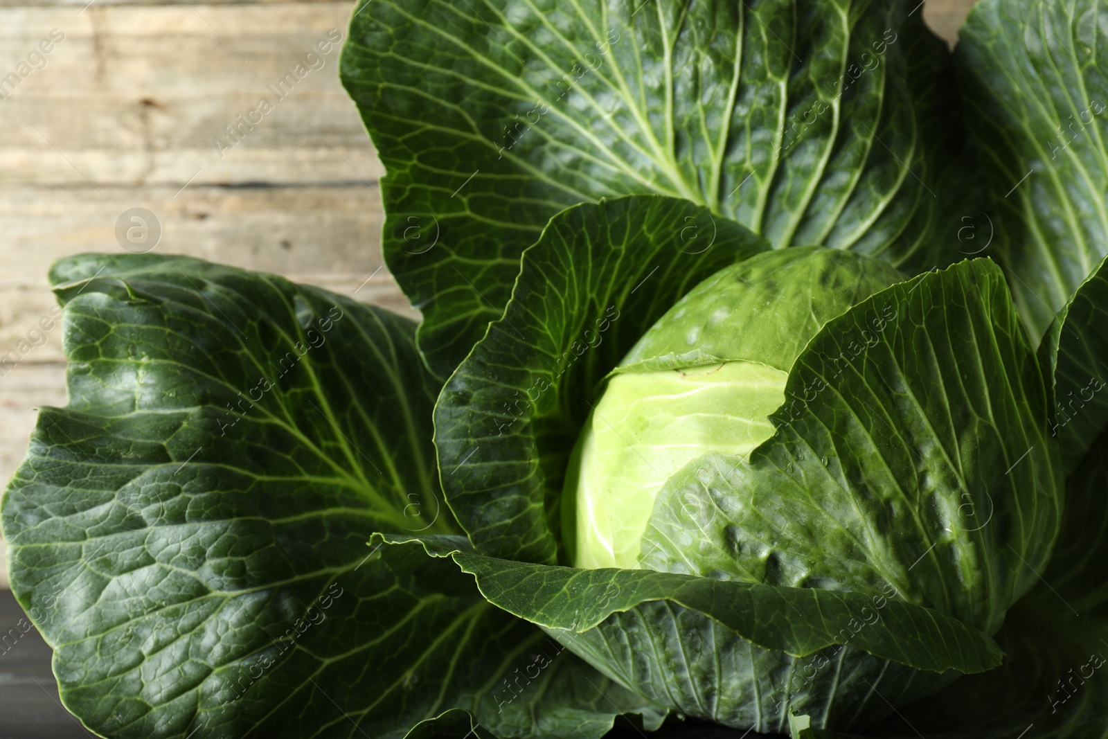 Photo of One ripe head of cabbage, closeup view