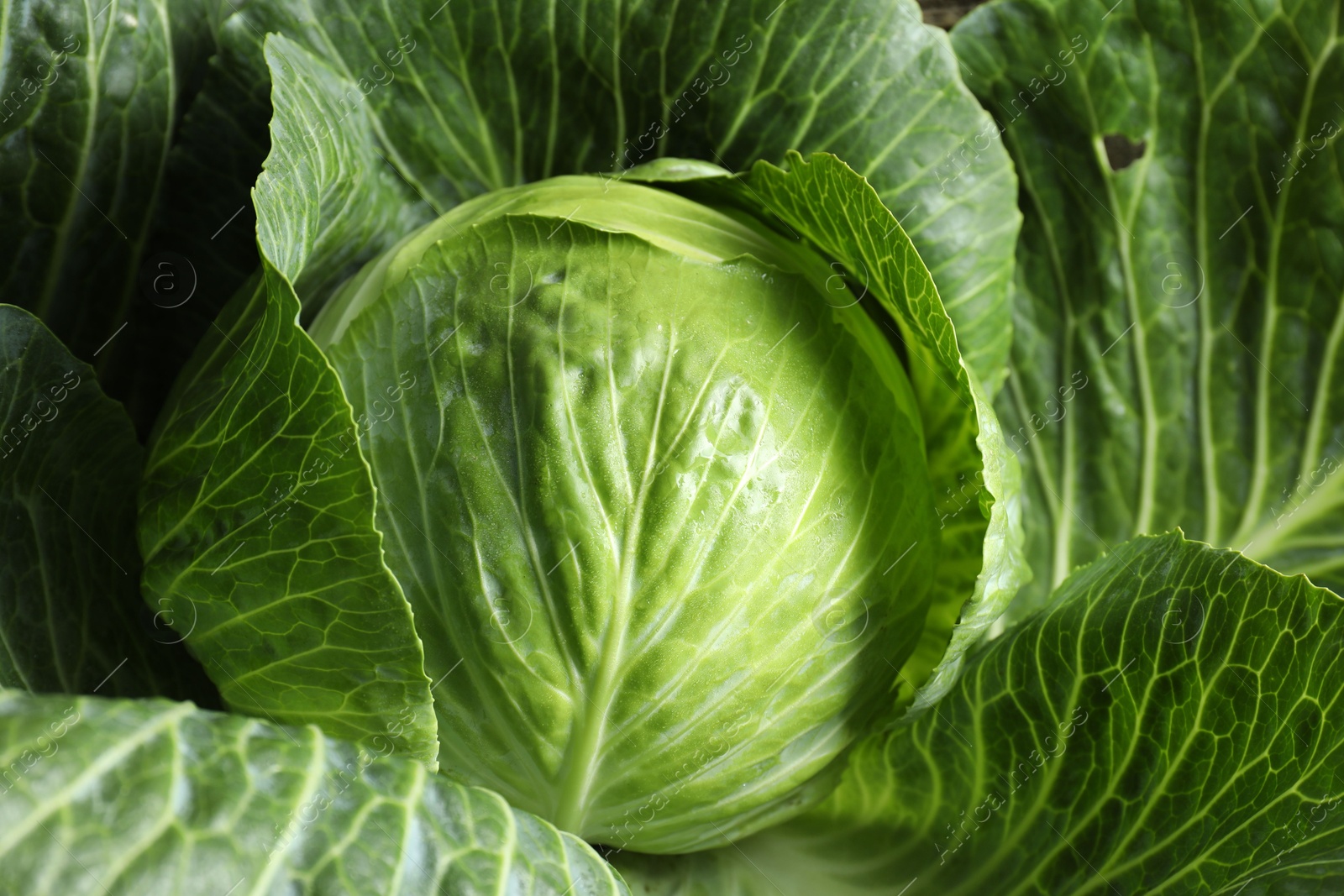 Photo of One ripe head of cabbage as background, closeup