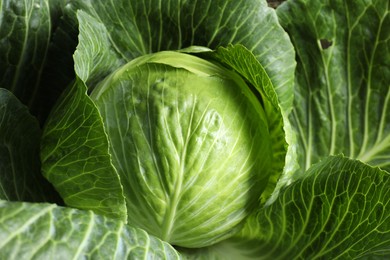 One ripe head of cabbage as background, closeup