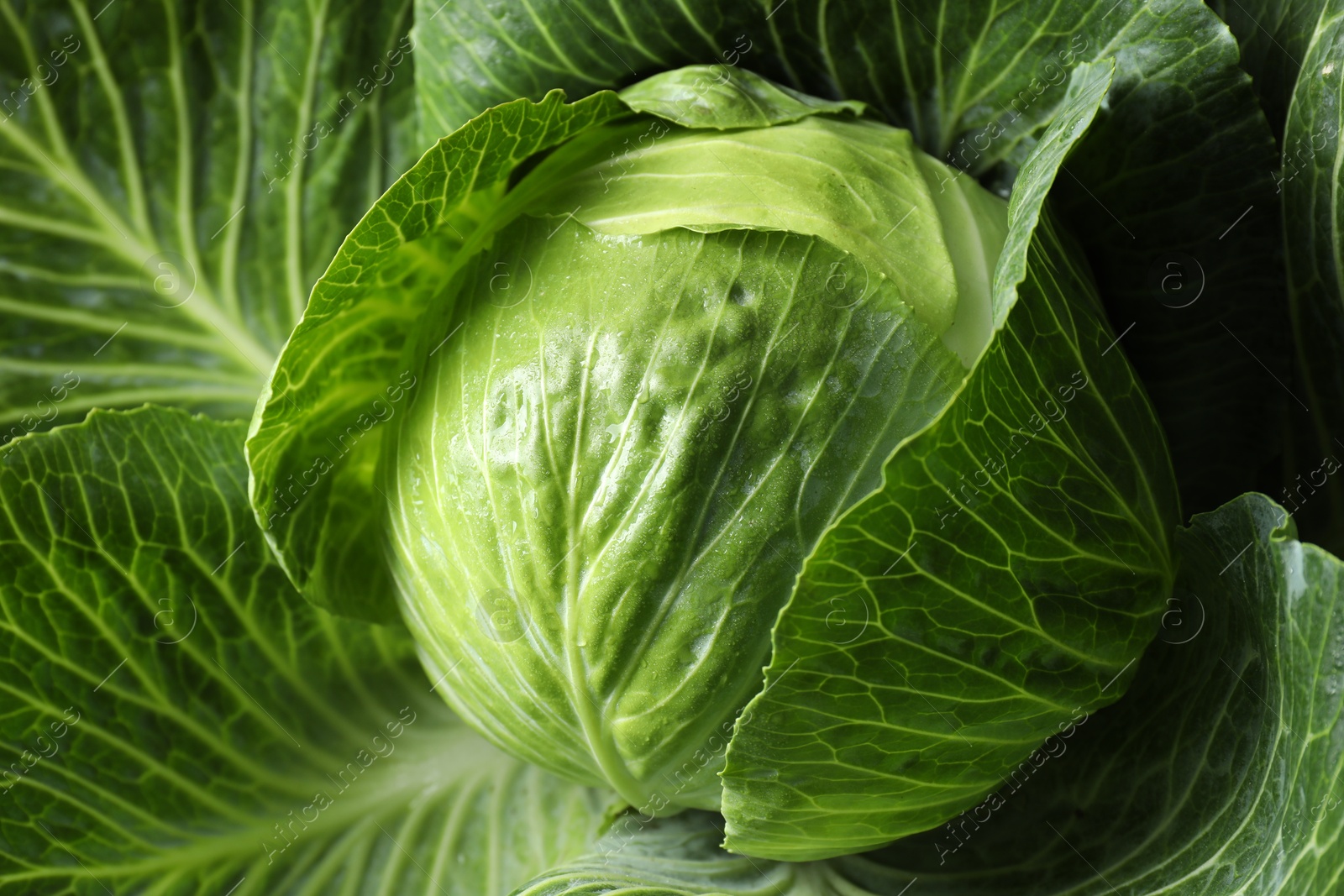 Photo of One ripe head of cabbage as background, closeup