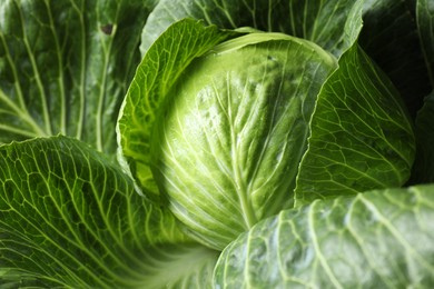 One ripe head of cabbage as background, closeup