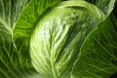 Photo of One ripe head of cabbage as background, closeup