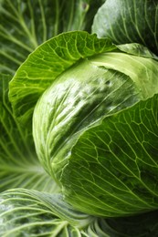 Photo of One ripe head of cabbage as background, closeup