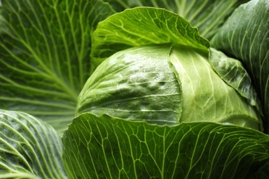 Photo of One ripe head of cabbage as background, closeup