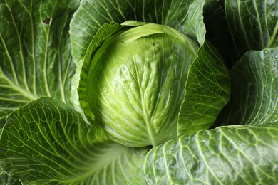 Photo of One ripe head of cabbage as background, closeup