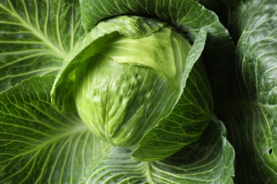 Photo of One ripe head of cabbage as background, closeup