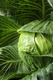 Photo of One ripe head of cabbage as background, closeup