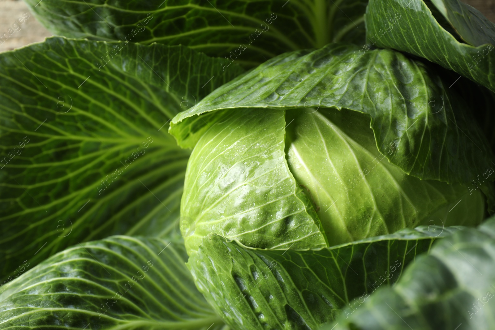 Photo of One ripe head of cabbage as background, closeup