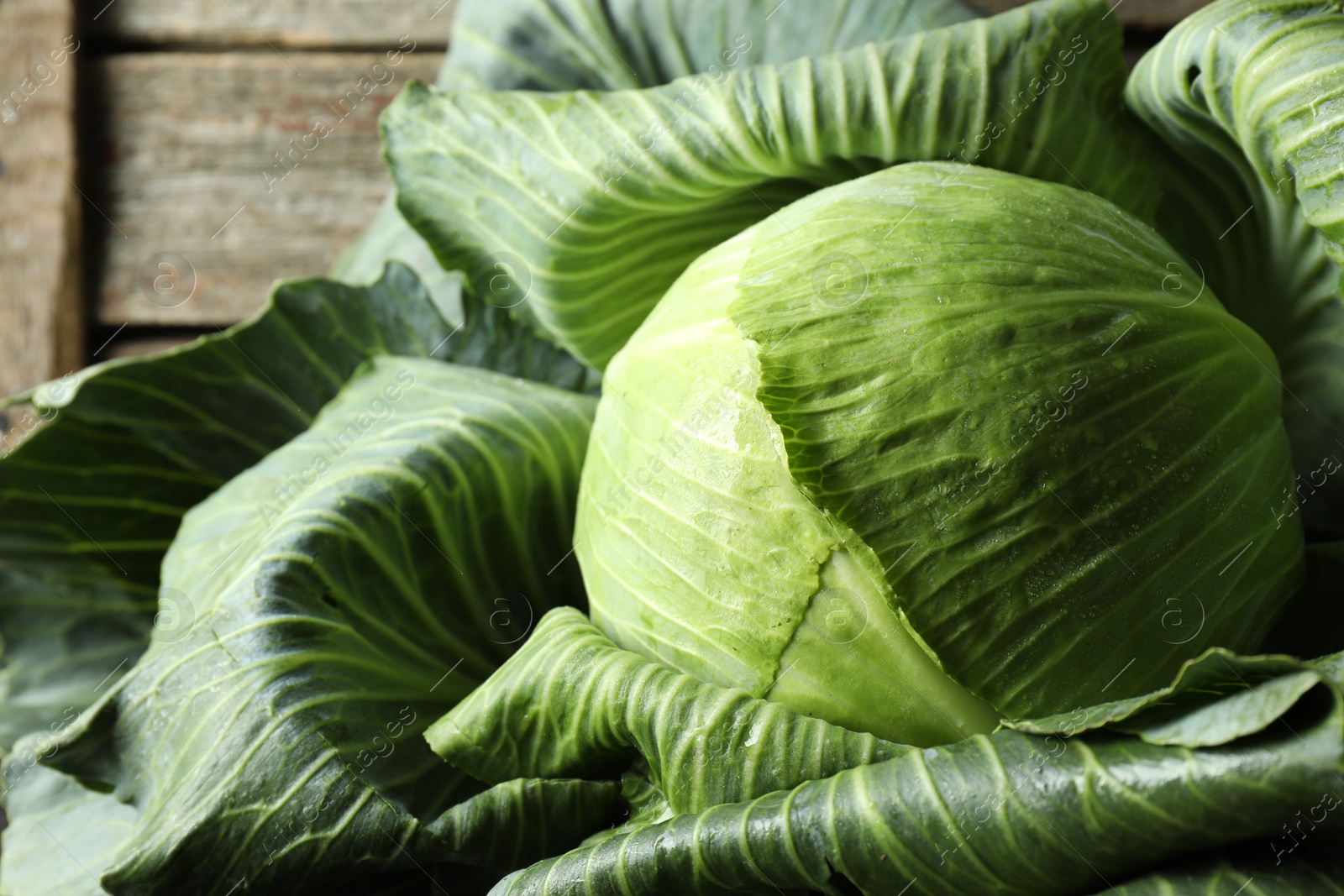 Photo of One ripe head of cabbage on wooden background, closeup