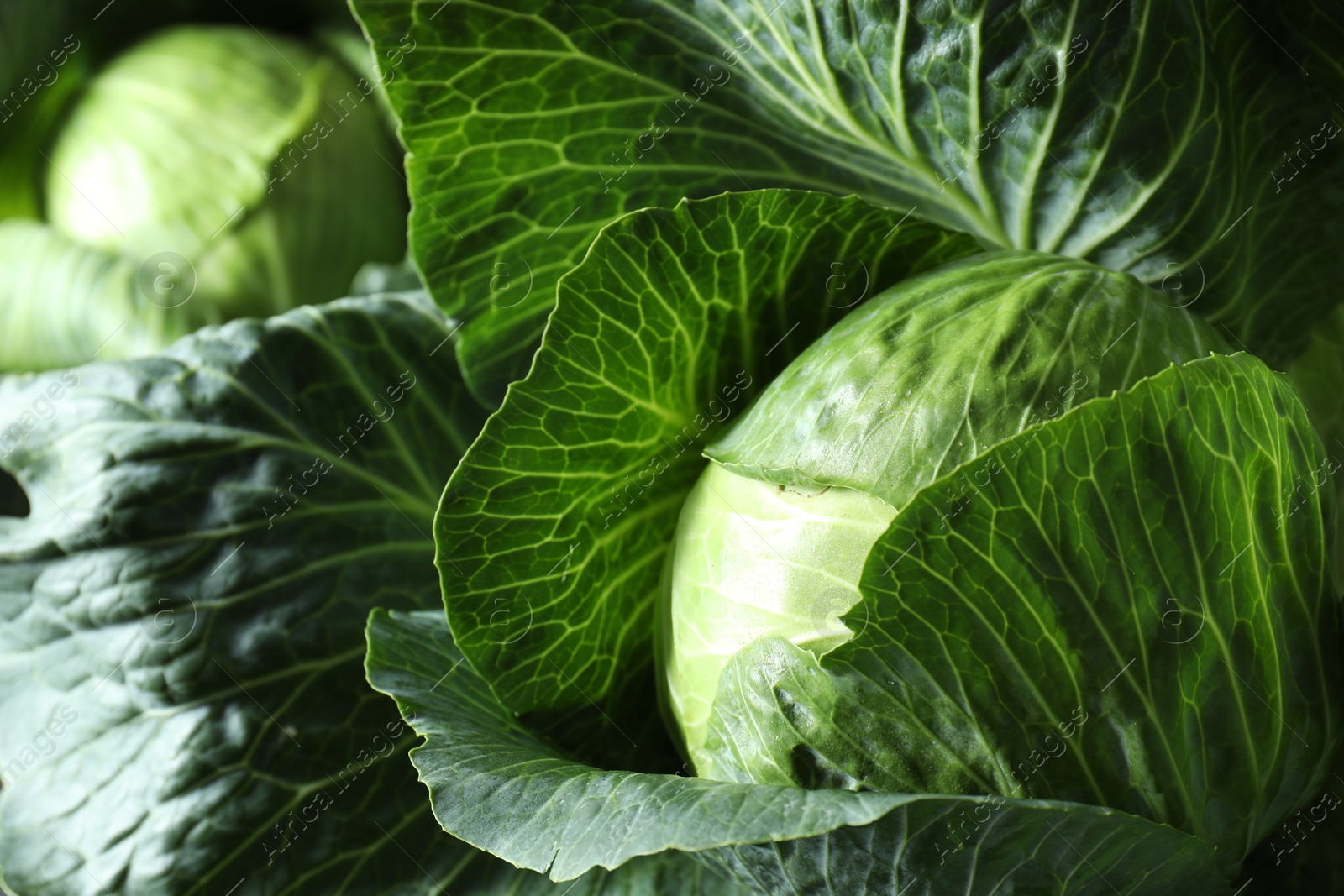 Photo of Ripe heads of cabbages as background, closeup