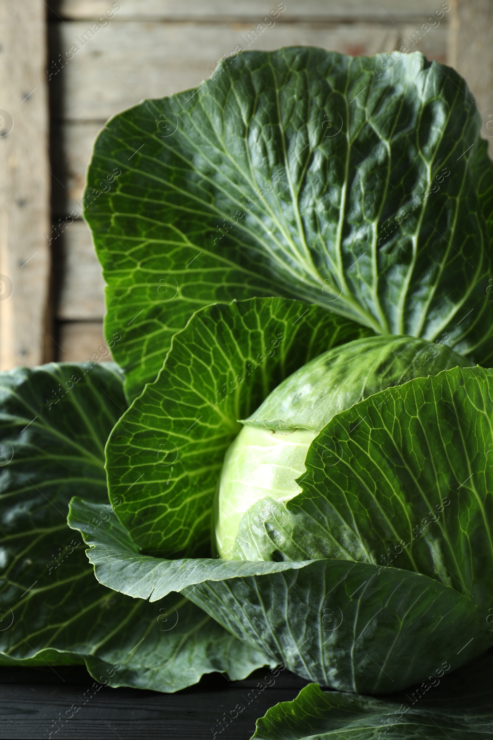 Photo of One ripe head of cabbage on black wooden table, closeup