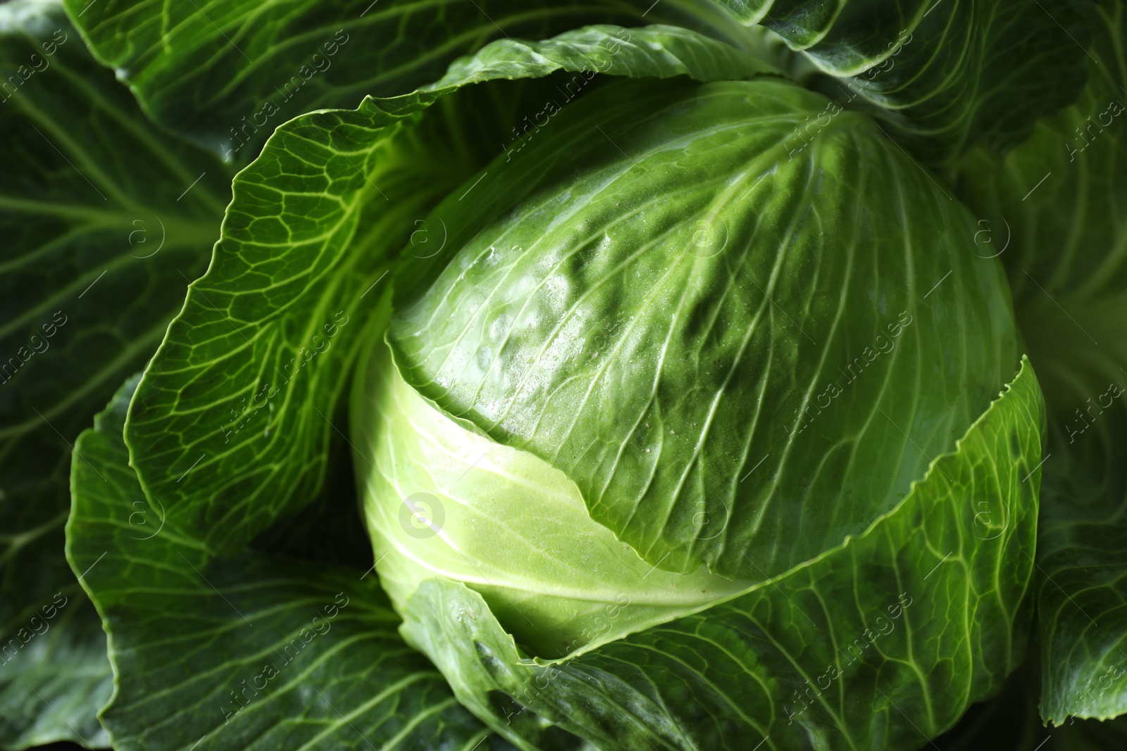 Photo of One ripe head of cabbage as background, closeup