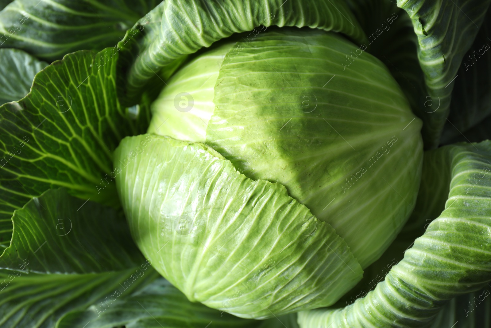 Photo of One ripe head of cabbage as background, closeup