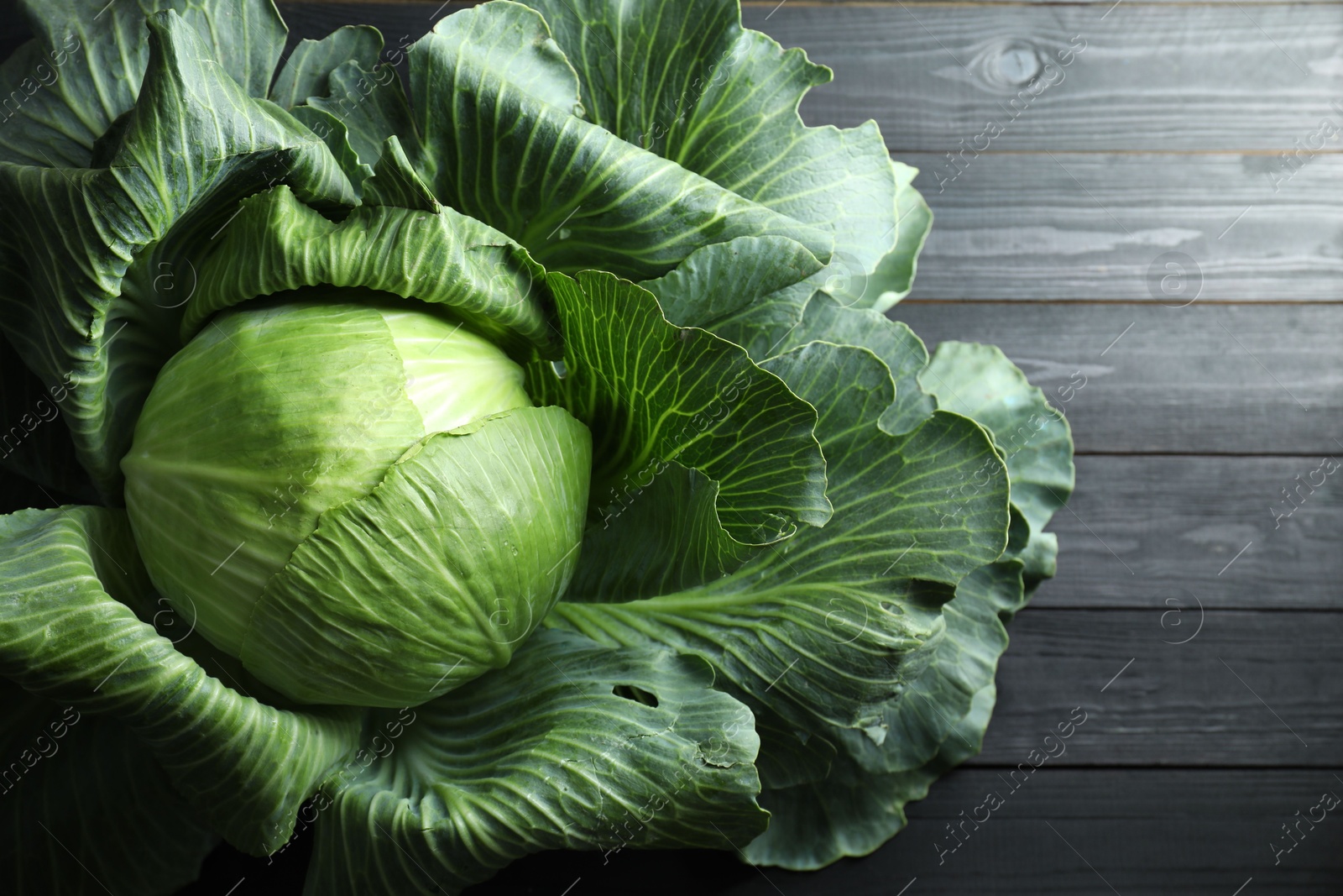 Photo of One ripe head of cabbage on black wooden table, top view