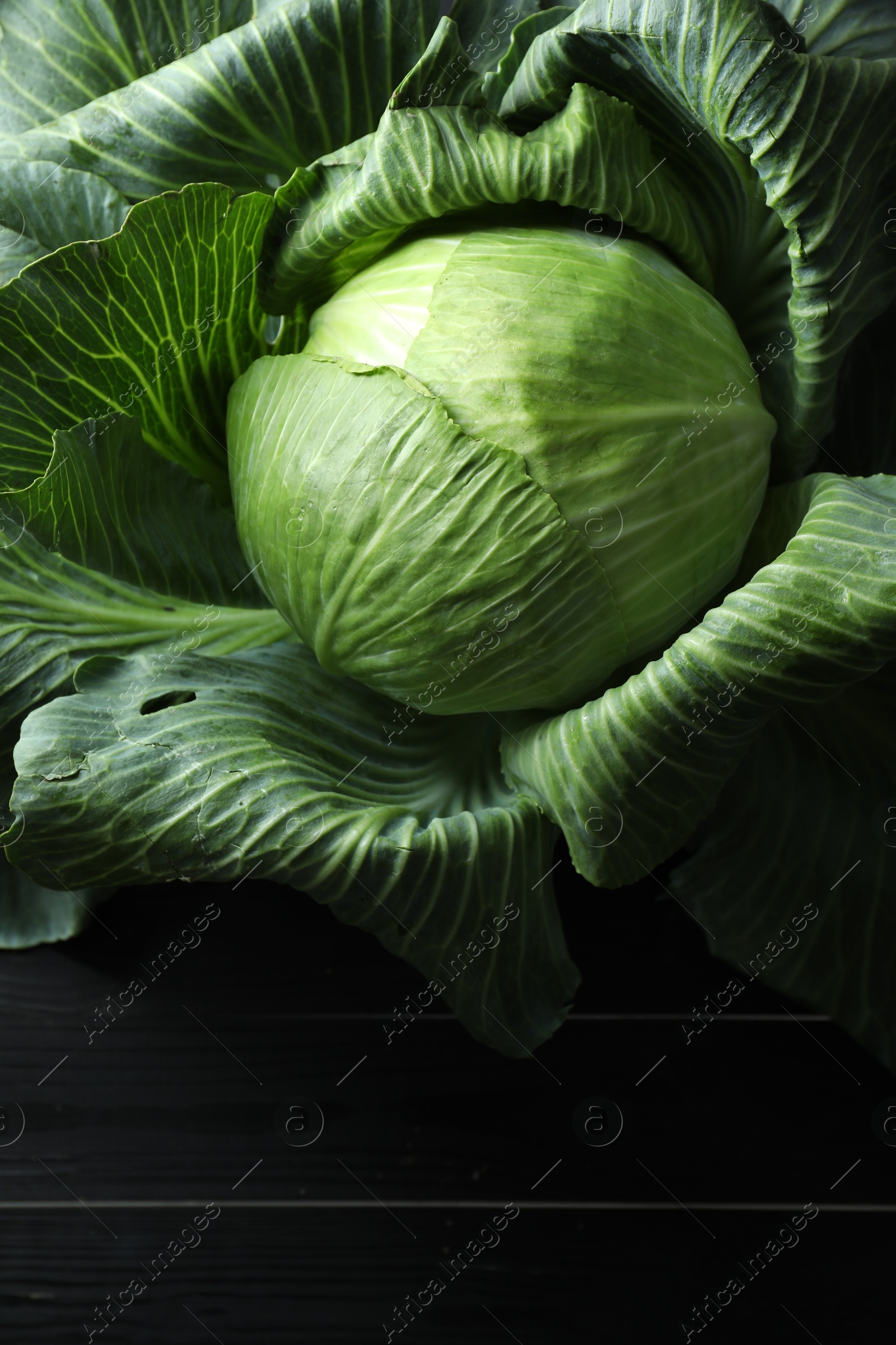 Photo of One ripe head of cabbage on black wooden table, top view