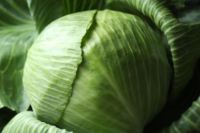 Photo of One ripe head of cabbage as background, closeup