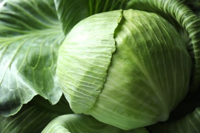 Photo of One ripe head of cabbage as background, closeup