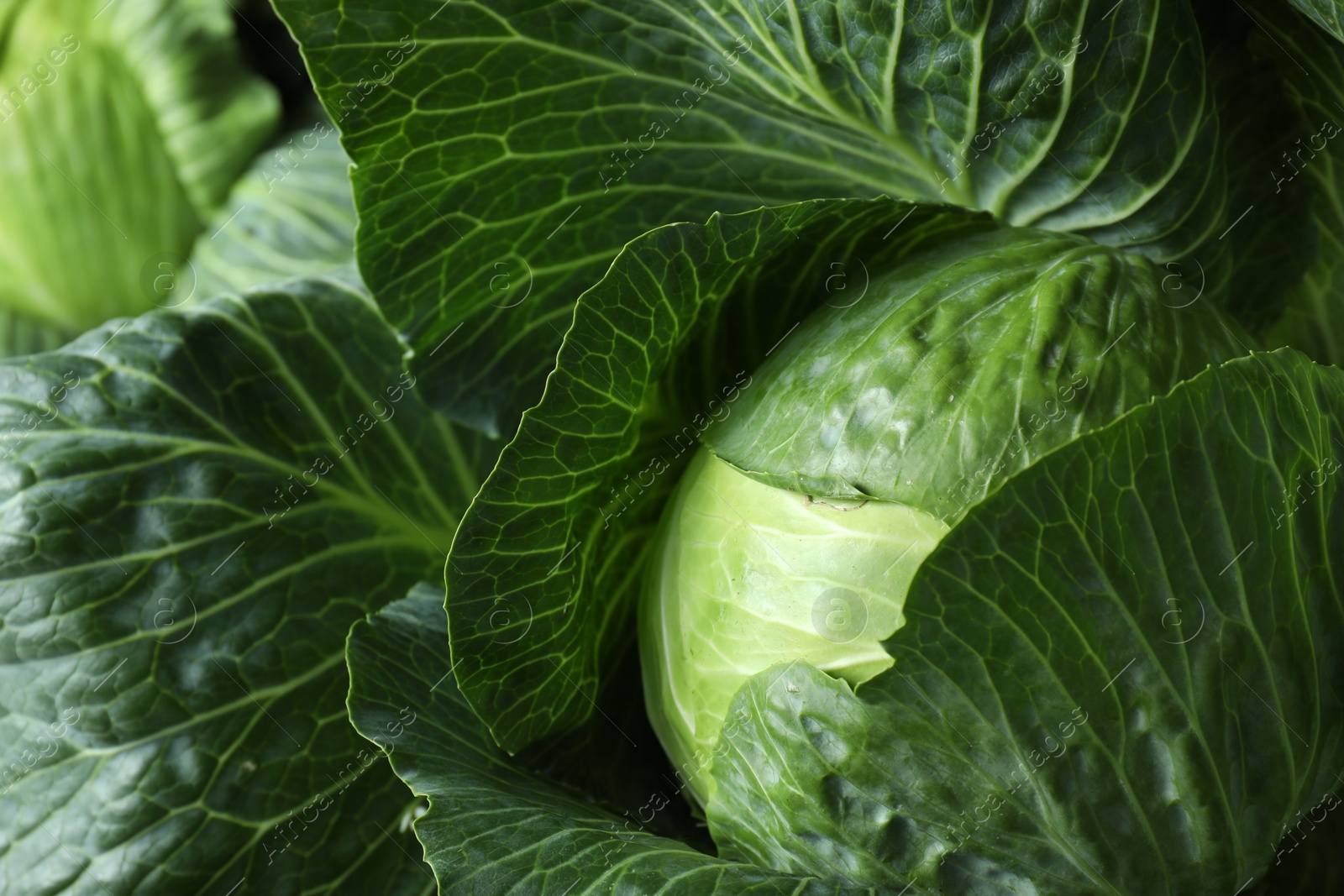 Photo of One ripe head of cabbage as background, closeup