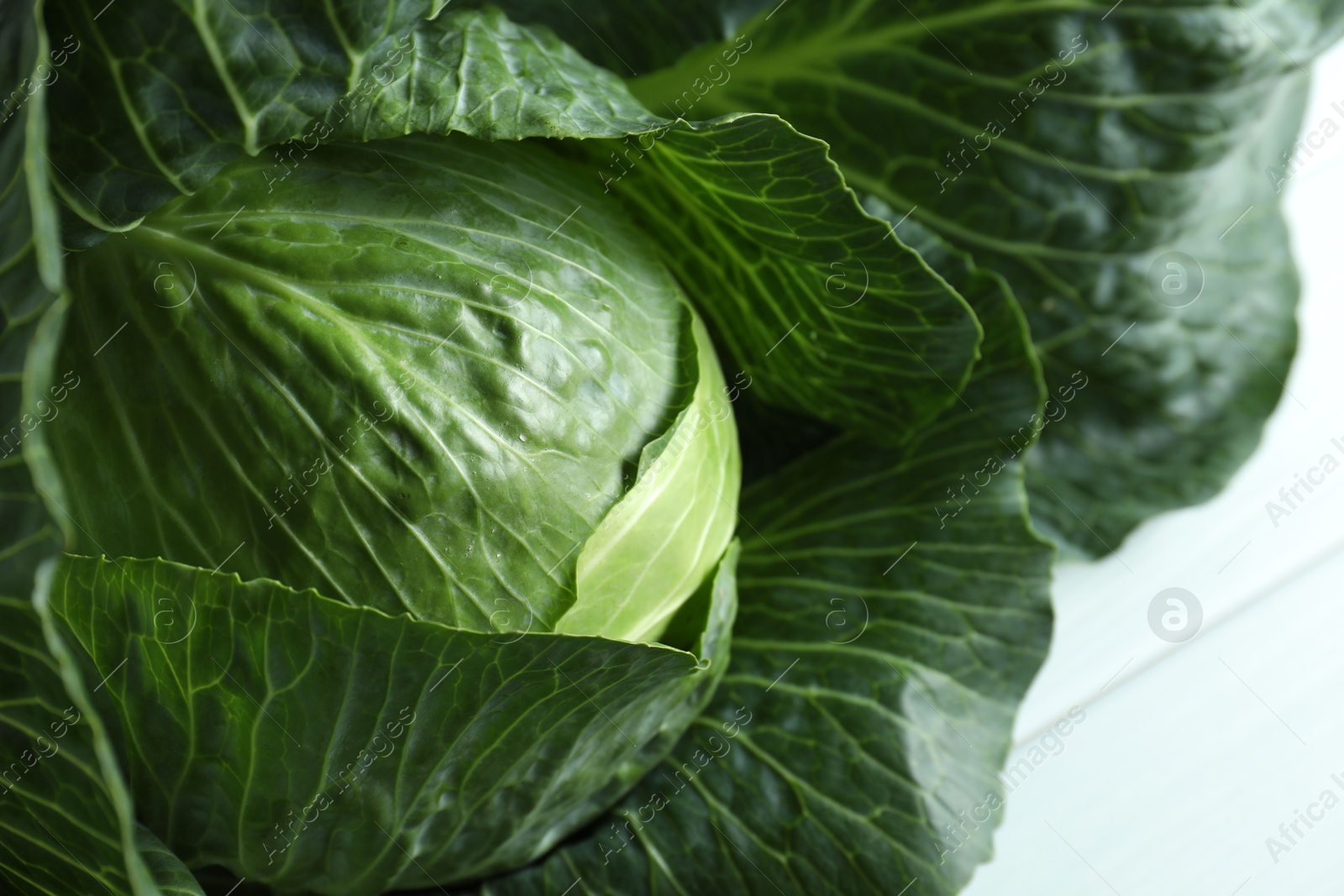 Photo of One ripe head of cabbage on white table, closeup